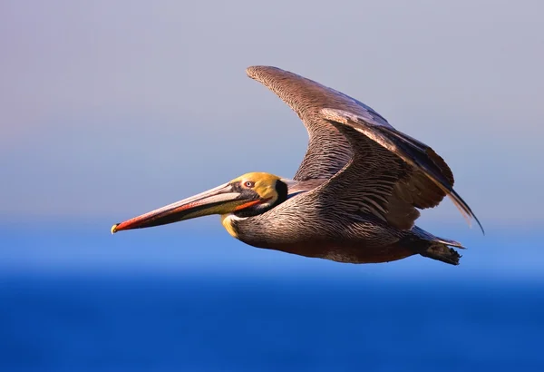 Большой коричневый пеликан — стоковое фото