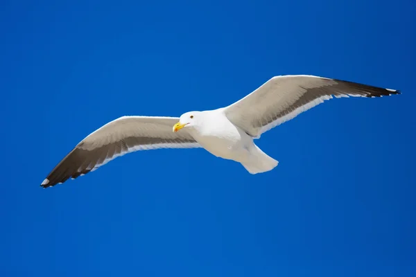 stock image Seagull flying against a blue sky