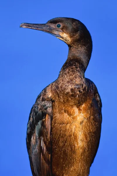 Grande marrone Pelican — Foto Stock