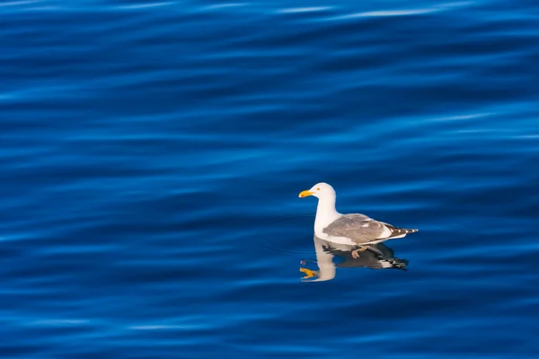 stock image Seagull Floating in the Ocean