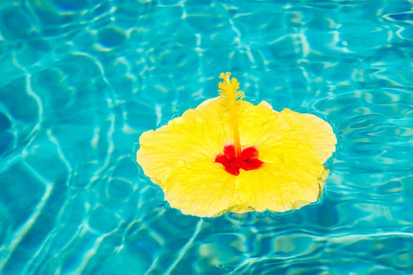 Kleurrijke bloem drijvend in zwembad — Stockfoto