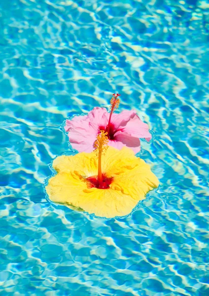 Цветок плавающий в бассейне — стоковое фото