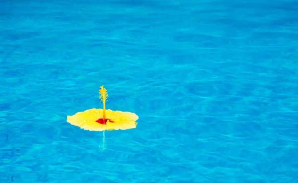 Fleur colorée flottant dans la piscine — Photo