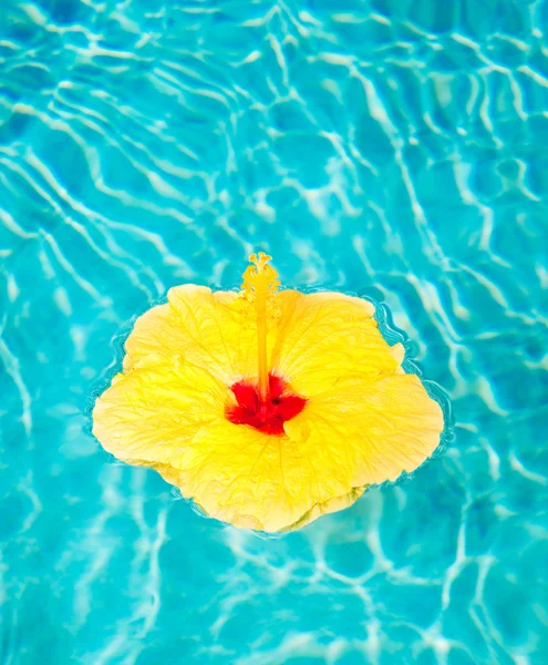 Flor colorida flotando en la piscina — Foto de Stock