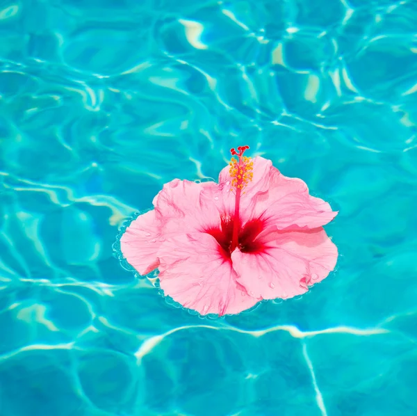 Flor colorida flotando en la piscina —  Fotos de Stock
