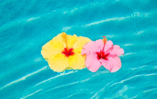 Flor colorida flutuando na piscina — Fotografia de Stock