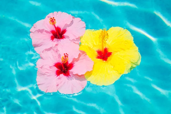 Bunte Blume schwimmt im Pool — Stockfoto