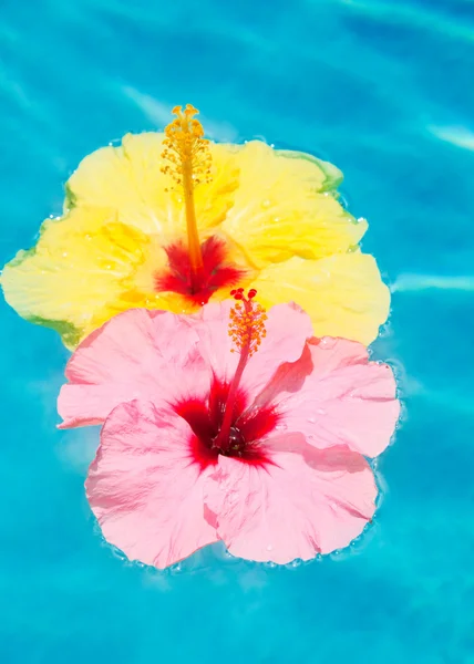 Színes virág medencében úszó — Stock Fotó