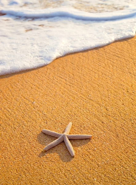 Star fisk på stranden — Stockfoto