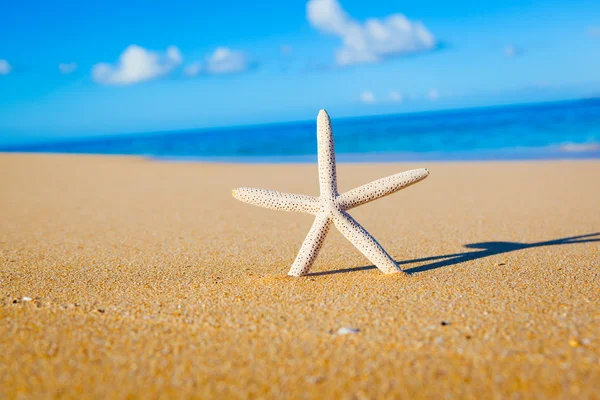 Sjöstjärnor, skal på stranden — Stockfoto