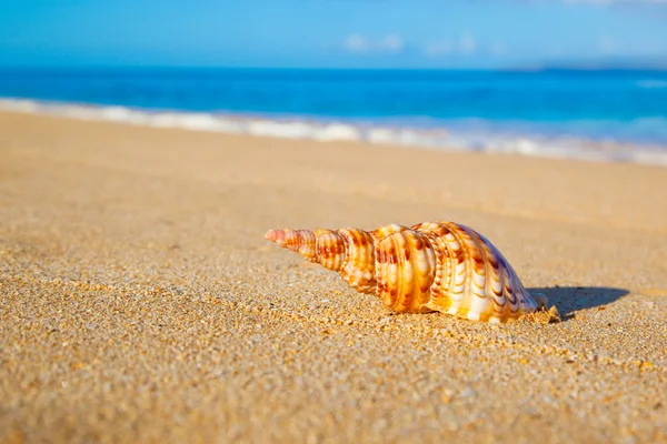 Skorupa na plaży — Zdjęcie stockowe