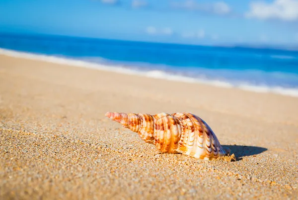 Skal på exotisk strand — Stockfoto