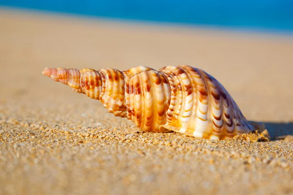 Kagyló a parton — Stock Fotó