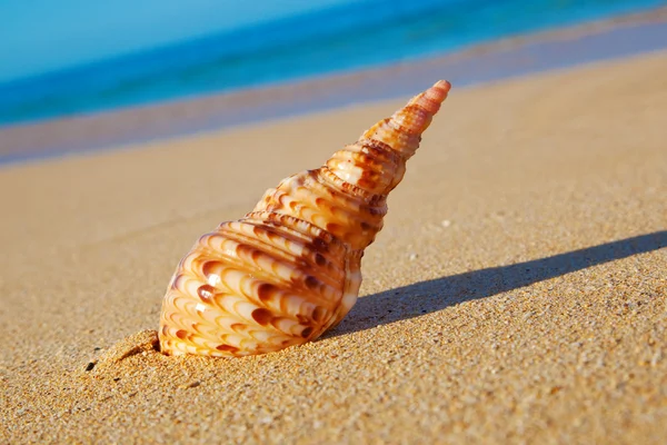 Shell op het strand — Stockfoto