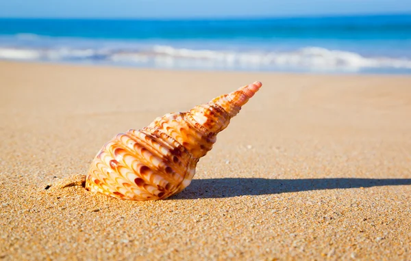 Shell op exotische strand — Stockfoto