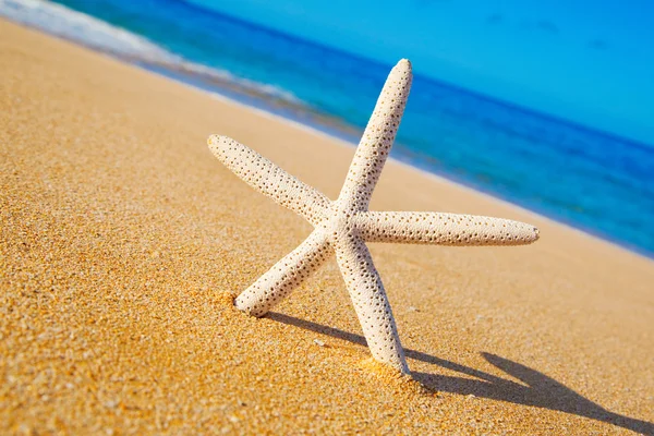 Зоряна риба на пляжі — стокове фото