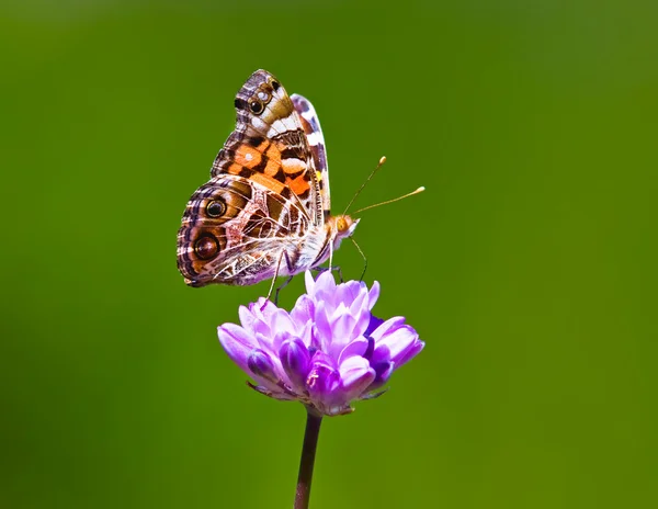 Schmetterling auf bunten Blume — Stockfoto