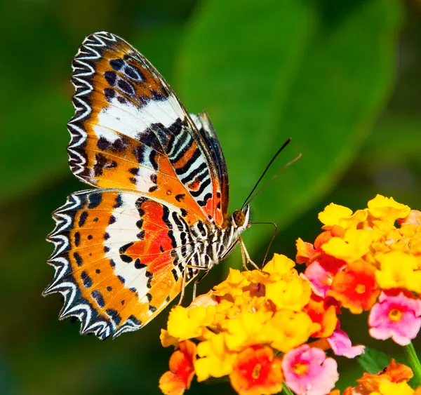 Fjäril på färgstarka blomma — Stockfoto