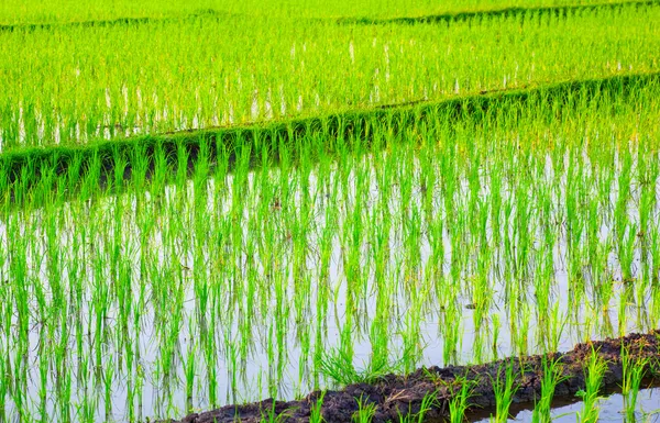 Αγροτεμάχιο ρυζιού στην Ασία — Φωτογραφία Αρχείου