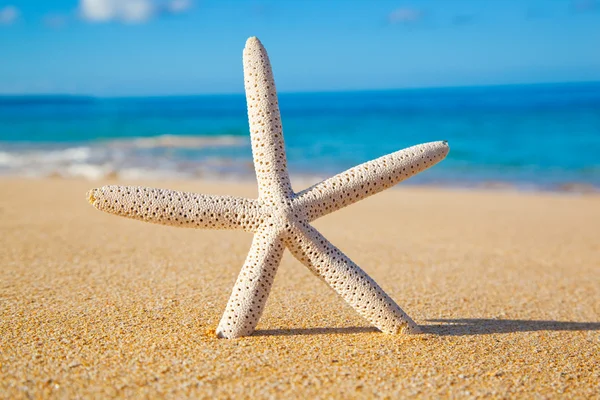 ビーチで星の魚 — ストック写真
