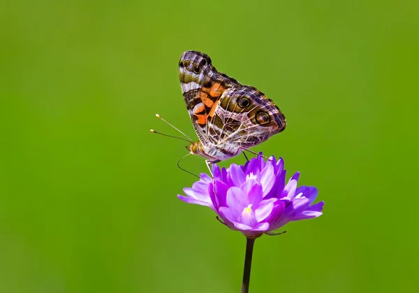 Πεταλούδα στο πολύχρωμο λουλούδι — Φωτογραφία Αρχείου
