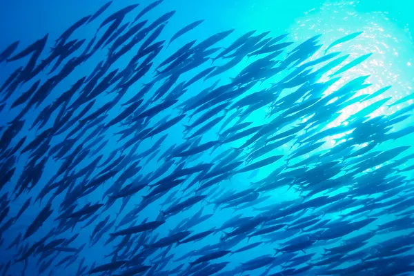 Escola de Peixe, Subaquático — Fotografia de Stock