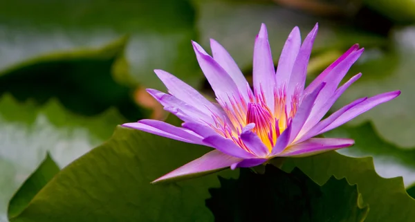 Water lilly in een vijver — Stockfoto