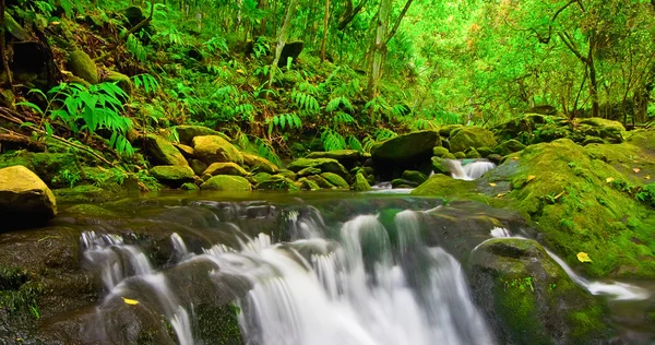 美しい緑豊かな滝 — ストック写真