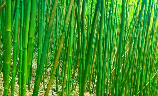 Zelená zen bambus — Stock fotografie