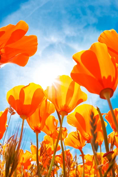 Vibrant Colorful Flowers Stock Image