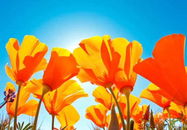 Vibrant Colorful Flowers Stock Photo