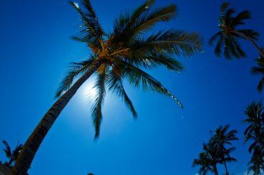 Tropik Gece Gökyüzü, Palmiye Ağaçları ve Ay