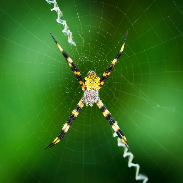 Чёрный и жёлтый паук — стоковое фото