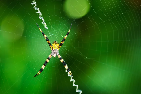 Μαύρο και κίτρινο αράχνη — Φωτογραφία Αρχείου