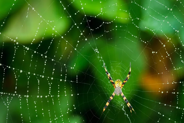 Чёрный и жёлтый паук — стоковое фото