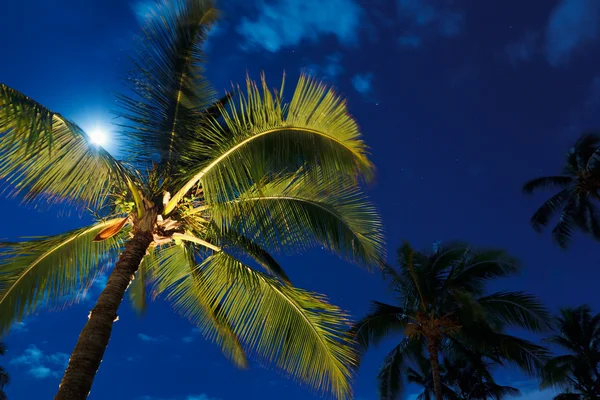 Cielo notturno tropicale — Foto Stock