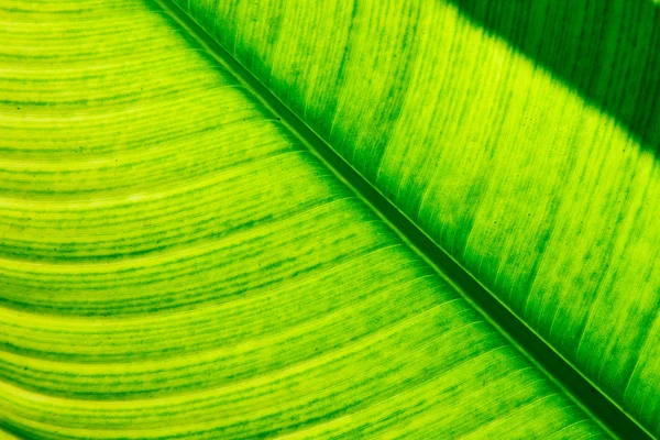 Beautiful green leaf — Stock Photo, Image