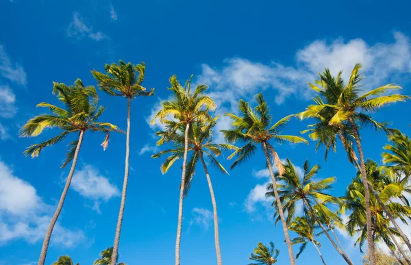 Hawaii tropikal palmiye ağaçları — Stok fotoğraf