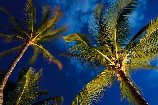 Céu noturno tropical, palmeiras e lua — Fotografia de Stock