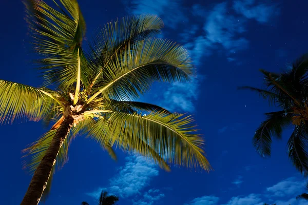 Cielo nocturno tropical, palmeras y luna —  Fotos de Stock