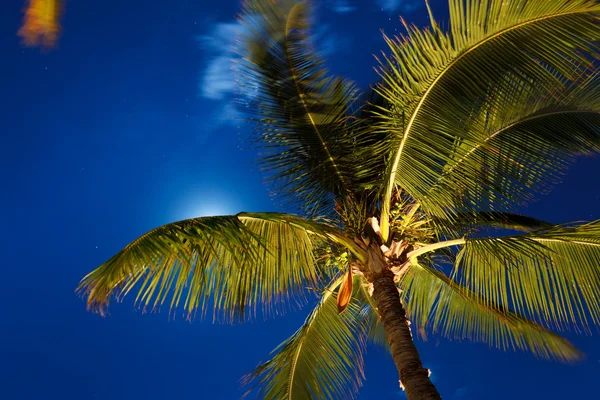 Tropická noční obloha, palmy a měsíc — Stock fotografie