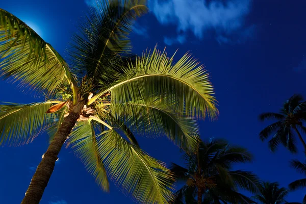 Tropik Gece Gökyüzü, Palmiye Ağaçları ve Ay — Stok fotoğraf