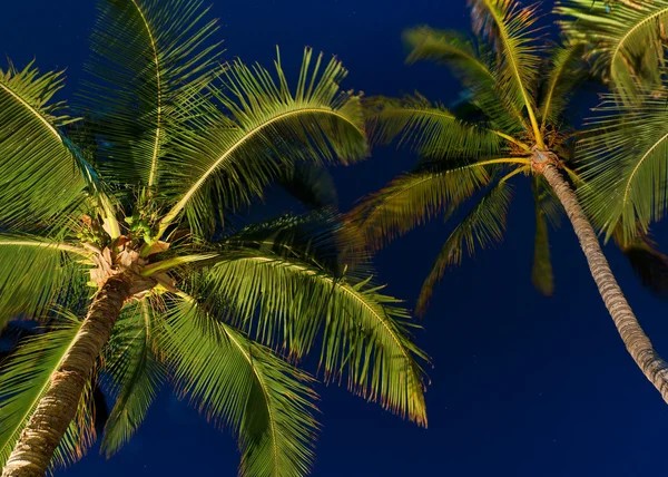 Cielo nocturno tropical, palmeras y luna —  Fotos de Stock