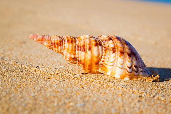 Shell на экзотический пляж — стоковое фото