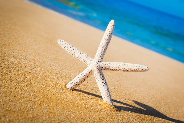 Estrela do mar, concha na praia — Fotografia de Stock