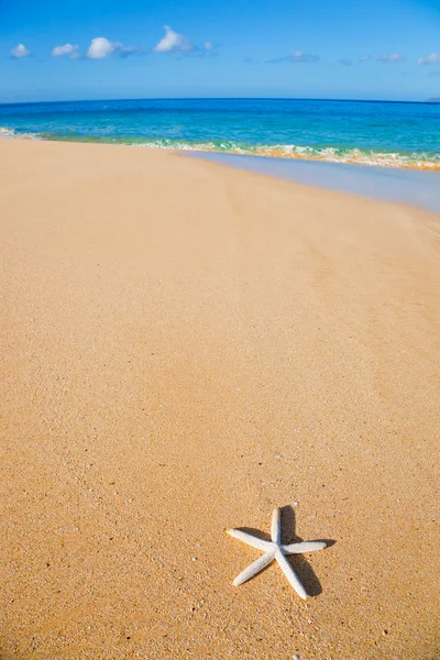Starfish, shell op het strand — Stockfoto