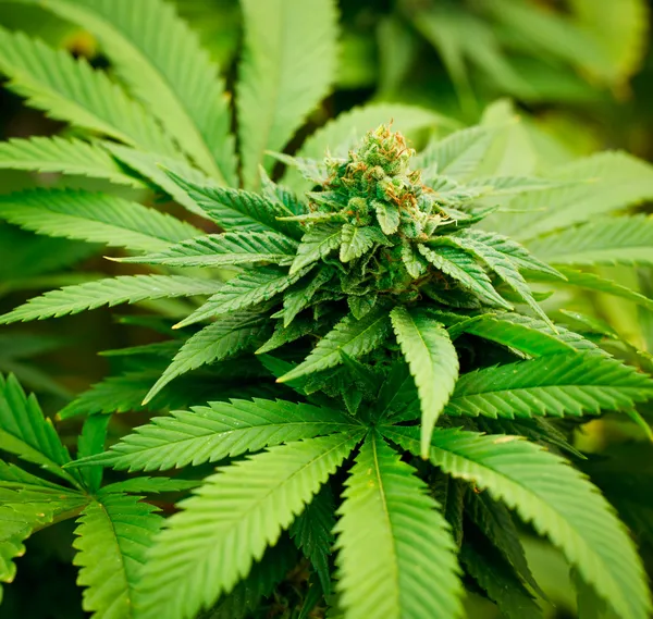 Marijuana Plant — Stock Photo, Image