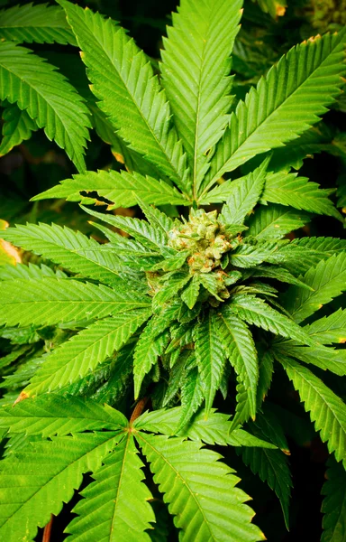 Planta de marihuana — Foto de Stock
