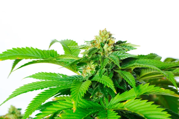 Rośliny marihuany — Zdjęcie stockowe