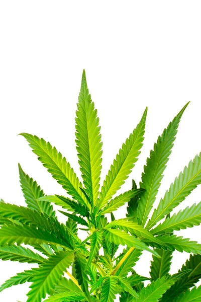 Marijuana bitkisi — Stok fotoğraf